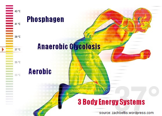 Energy Systems and Sports